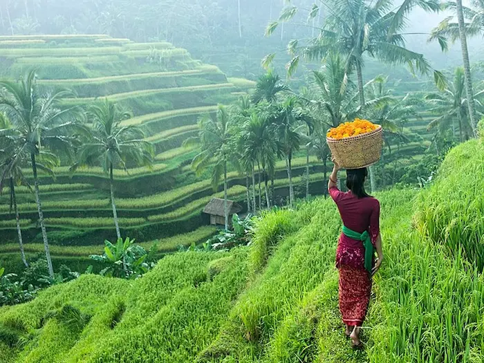 Ubud-Rice -field